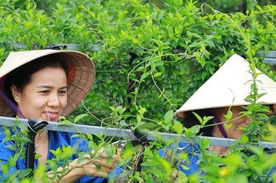 Nghệ An loay hoay nâng giá trị cây dược liệu