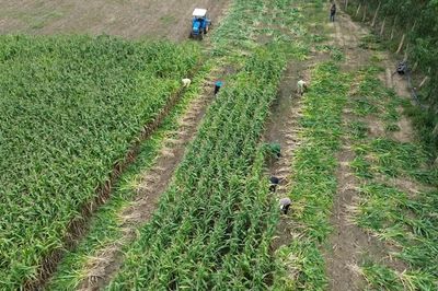 Đồng bào Jrai trồng bắp sinh khối, mở lối thoát nghèo
