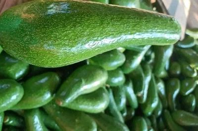 5 nhóm người nên hạn chế ăn quả bơ