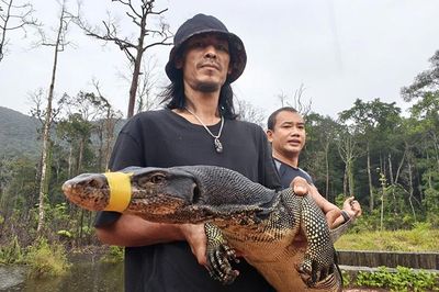 Đang làm việc trong nhà hàng, người đàn ông bất ngờ phát hiện kỳ đà hoa dài 2m