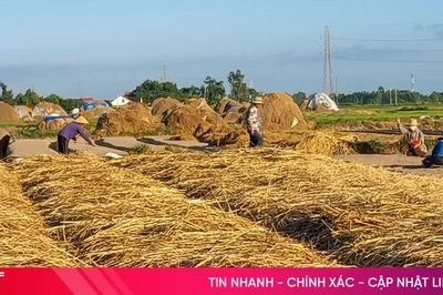 Vùng hành tăm lớn nhất Hà Tĩnh vào vụ mới