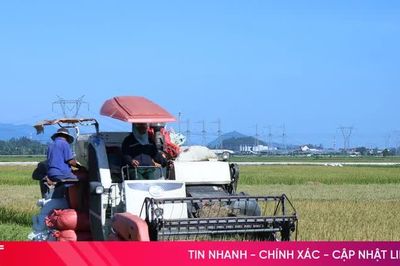 Chủ động thu hoạch lúa hè thu, né tránh thiên tai