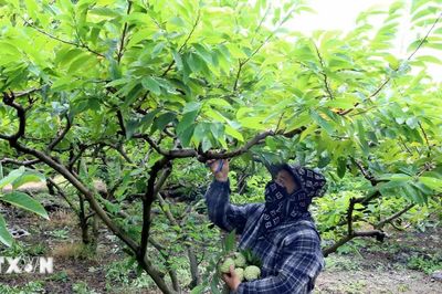Khẳng định thương hiệu cây trồng đặc sản trên vùng núi đá vôi ở Ninh Bình