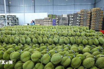 Đắk Lắk khai mạc khu trưng bày 400 gian hàng, kết nối ngành hàng sầu riêng