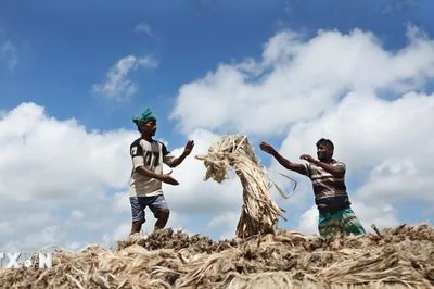 Những hình ảnh đặc sắc từ chợ đay truyền thống ở Bangladesh
