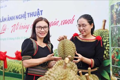 120 tác phẩm góp sức quảng bá thương hiệu sầu riêng Đắk Lắk