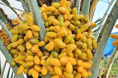 Quả chà là ngọt thơm, giàu dưỡng chất: 5 nhóm người nên ăn để nhận trọn lợi ích