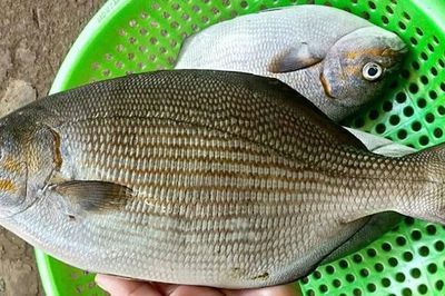 Loài cá có cái tên nghe 'rùng rợn' nhưng thịt là nguồn dinh dưỡng cực kỳ quý giá