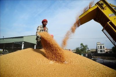 Giá gạo Ấn Độ chạm mức cao nhất trong gần 1 năm