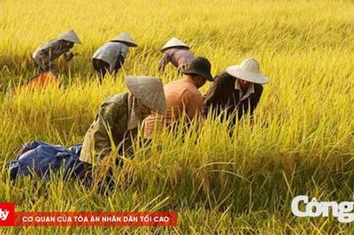 'Ai ơi bưng bát cơm đầy, dẻo thơm một hạt đắng cay muôn phần'