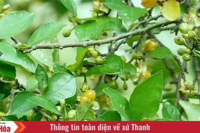 Hàng duối đầu ngõ và những quả vàng trong ký ức