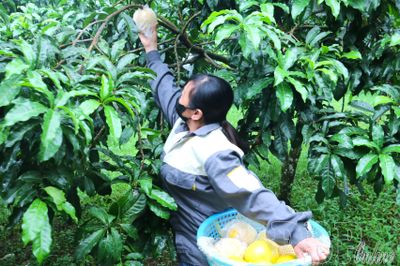 Vú sữa Hoàng Kim Mường Ảng vươn ra thị trường Hà Nội