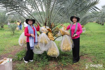 Nông dân làm đặc sản du lịch