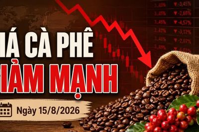 Giá cà phê hôm nay 15/8/2026 lao dốc 1.500 đồng/kg, Robusta giảm tiếp
