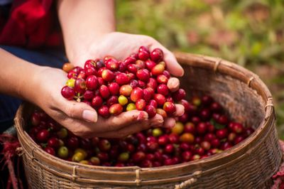 Giá cà phê hôm nay 15/8: Arabica tăng khi tiến độ thu hoạch Brazil chậm, robusta tiếp tục giảm