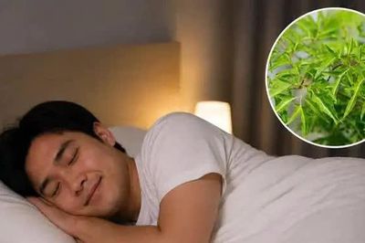 5 cách dùng lá đinh lăng cho người mất ngủ