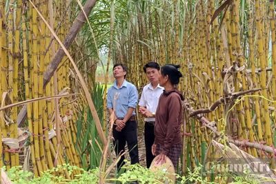 Cây trồng mở hướng giảm nghèo
