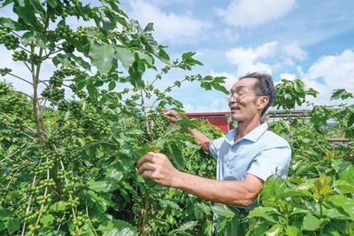 Giá cà phê phục hồi trước biến động thời tiết và nguồn cung