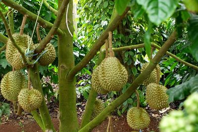 Gỡ điều kiện kinh doanh để nông sản bứt phá: Kỳ vọng từ nghị trường