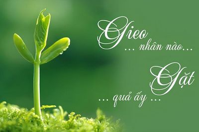 Nhân quả - những điều đã gieo