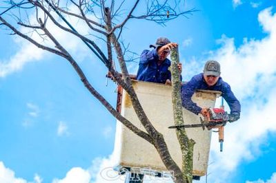 Chủ động quản lý cây xanh, phòng ngừa sự cố mùa mưa bão