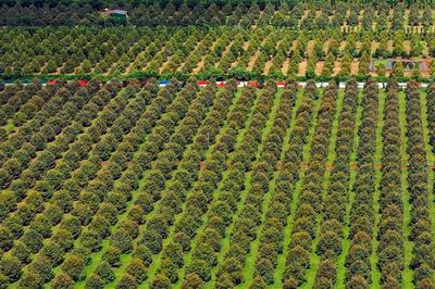 Phó Thủ tướng yêu cầu không mở rộng diện tích sầu riêng, xử lý nghiêm minh các hành vi vi phạm