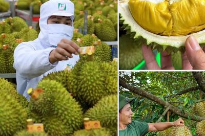 Không mở rộng diện tích sầu riêng; tập trung nâng cao năng suất, chất lượng