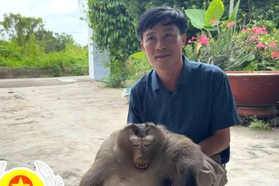 Đồng Nai ngăn chặn khỉ hoang dã tấn công khu dân cư