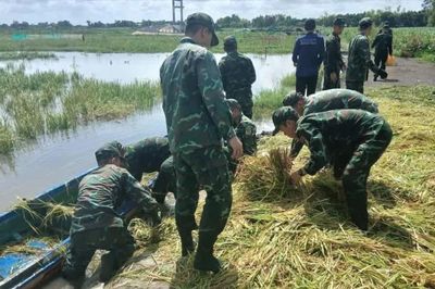 Bộ đội chèo xuồng, giúp nông dân gặt lúa chạy lũ