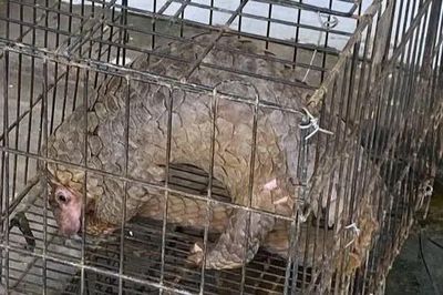 Đang tuần tra đêm, cảnh sát bất ngờ gặp 'vị khách đặc biệt' giữa đường