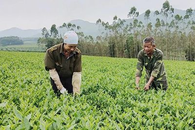 Việc làm cho đồng bào: Phú Thọ tìm lời giải từ gần 1.800 hợp tác xã