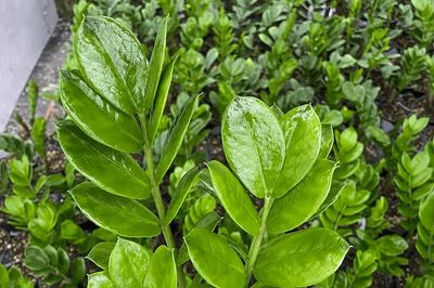 Lá cây kim tiền chuyển vàng là dấu hiệu gì?