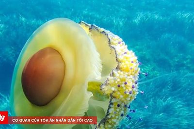 Fried Egg Jellyfish: Sứa 'ốp la' - loài sứa biển kỳ lạ với vẻ ngoài độc nhất vô nhị