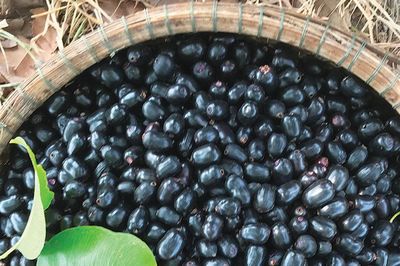Mùa trâm chín trong rừng