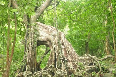Quy định thời gian tham quan bán đảo Sơn Trà