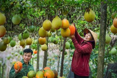 OCOP Lâm Đồng nâng giá trị bằng sản xuất xanh