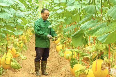 Những đảng viên tiên phong phát triển kinh tế ở vùng cao