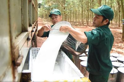 Ngày 16/8: Giá cao su thế giới đồng loạt giảm