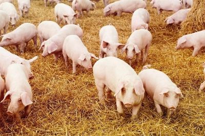 Ngày 16/8: Giá heo hơi tạm ngắt nhịp giảm
