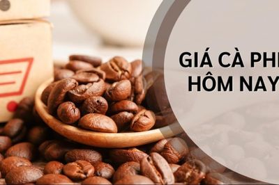 Ngày 16/8: Giá cà phê tiếp tục giảm nhẹ, hồ tiêu đi ngang