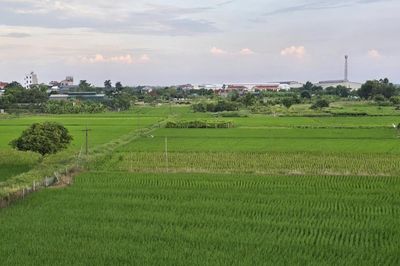 Đồng Nai chuyển hơn 1.600 m² đất trồng lúa để phục vụ hoạt động khoáng sản