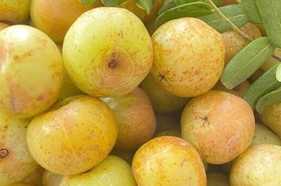 Loại quả xưa chín rụng đầy nay thành đặc sản giá 80.000 đ/kg, trồng một lần thu hoạch nhiều năm, tốt cho sức khỏe