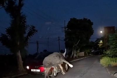 Hú hồn cảnh trâu bị ô tô tông rồi đâm đầu vào xe phía sau