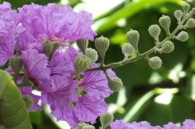 Tháng bảy chín mọng để vừa lòng nhau