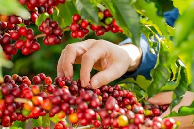 Bản tin nông sản hôm nay (17-8): Giá cà phê thấp nhất trong 3 tuần