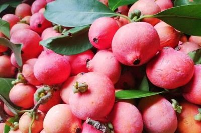Trái rỏi rừng - Đặc sản giải nhiệt gây sốt trên 'chợ mạng'