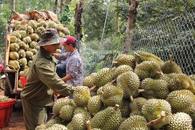 Không cấp phép xuất khẩu sầu riêng từ vùng trồng có cảnh báo nhiễm Cadimi