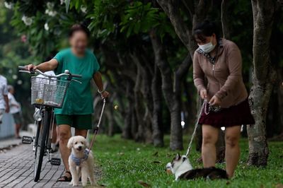 Phạt đến 2 triệu đồng nhưng chó thả rông, không rọ mõm vẫn xuất hiện ở TPHCM