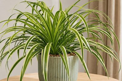 Gia đình có trẻ nhỏ nên trồng cây gì để vừa đẹp nhà, vừa an toàn?