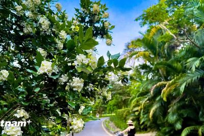 Nguyệt quế - loài hoa toả hương thanh khiết, với vẻ đẹp thanh tao
